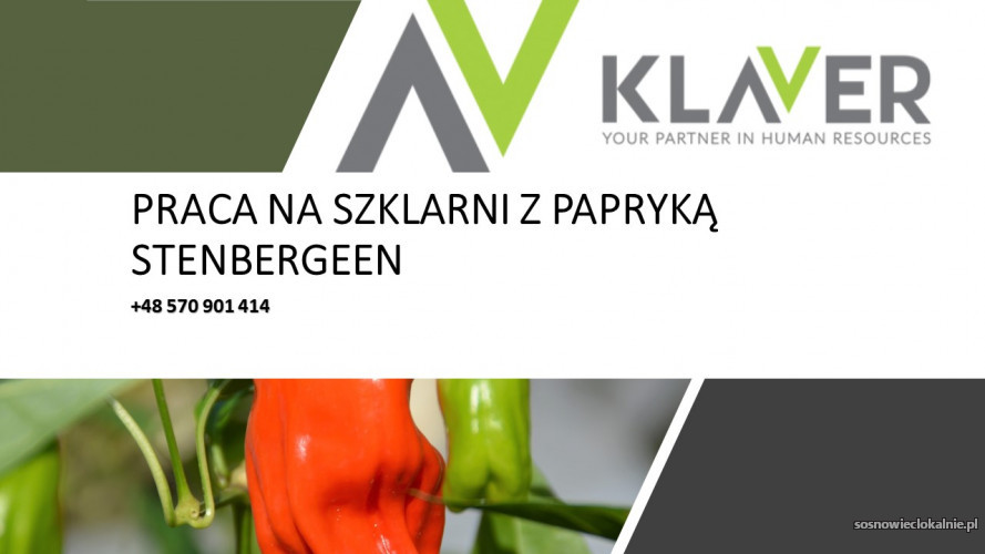 pracownik-szklarni-extra-bonusy-praca-w-holandii-46407.jpg