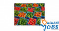 Praca w Holandii w magazynach produkcyjnych. Praca w Holandii w magazynach produkcyjnych.