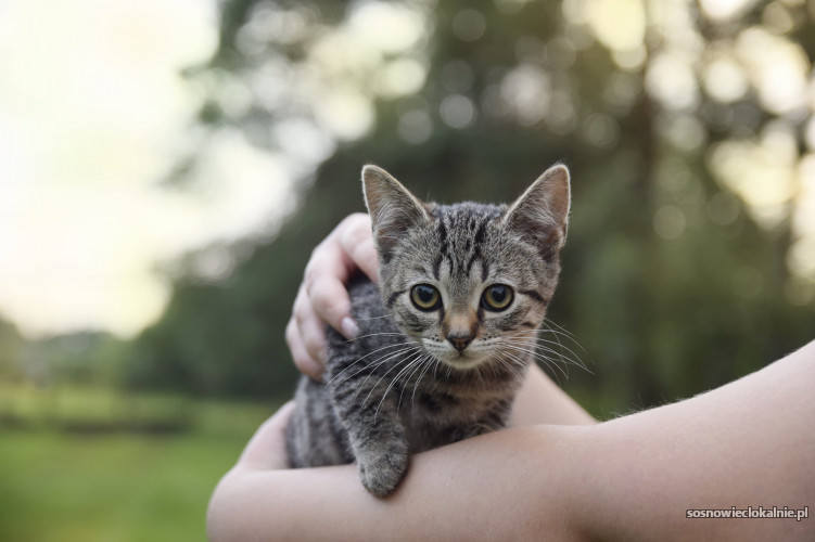 sliczna-3-miesieczna-kicia-do-adopcji-47012-sprzedam.jpg