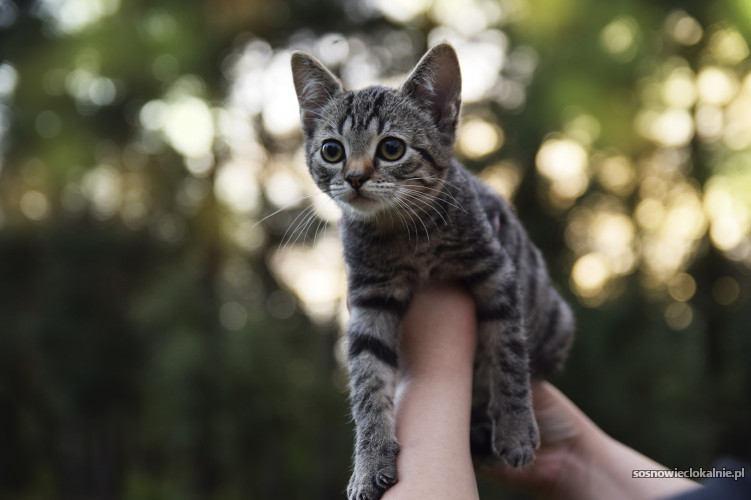 sliczna-3-miesieczna-kicia-do-adopcji-47012.jpg