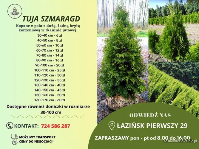 TUJE_SZMARAGD5.jpg