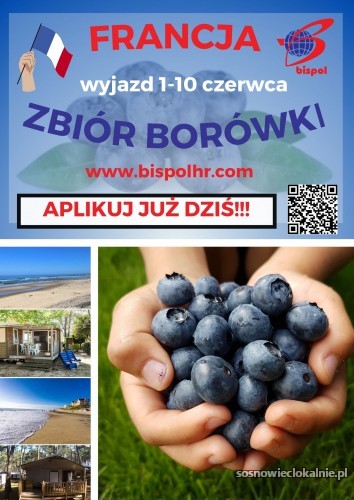 zbior-borowki-we-francji-52170.jpg