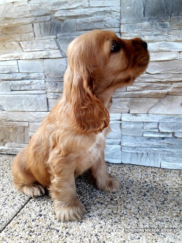 sliczny-cocker-spaniel-angielski-piesek-53780.jpg