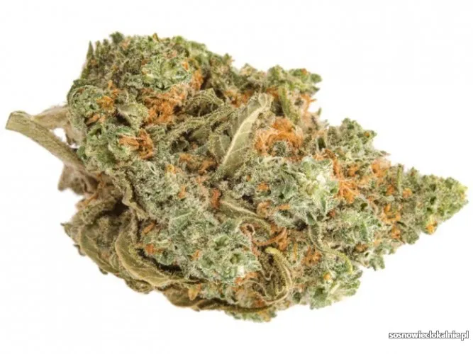 marihuana-sklep-online-54154.webp