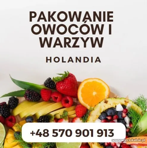praca-przy-pakowaniu-owocow-w-holandii-bez-doswiadczenia-54770.webp