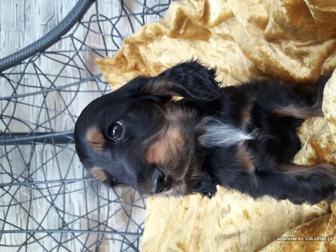 sliczne-szczenieta-cocker-spaniel-angielski-54782-sosnowiec.webp