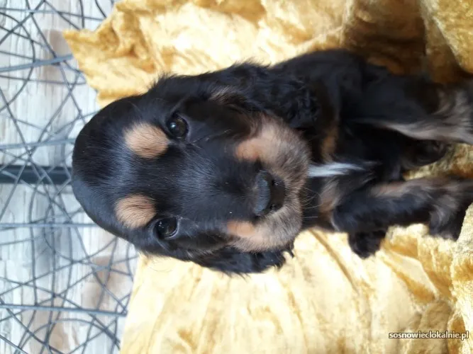 sliczne-szczenieta-cocker-spaniel-angielski-54782-sprzedam.webp