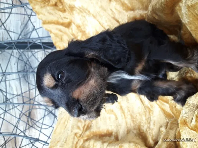 sliczne-szczenieta-cocker-spaniel-angielski-54782.webp