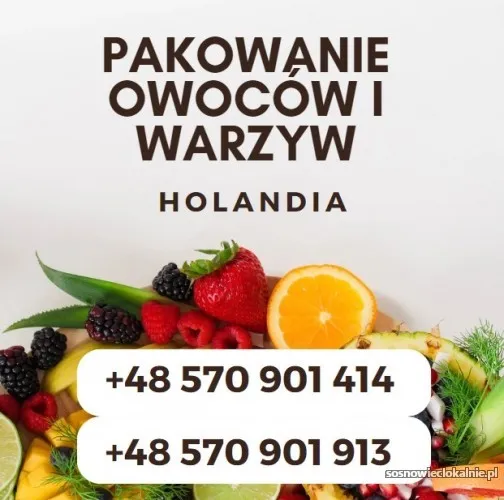 sortowanie-owocow-i-warzyw-holandia-zapraszamy-studentow-54787.webp