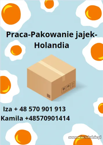 pakowanie-jajek-holandia-wymagane-prawo-jazdy-kat-b-54844.webp