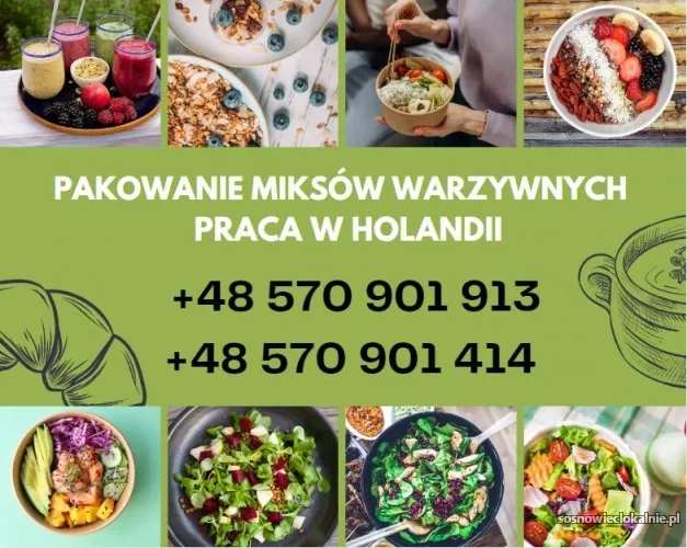 praca-za-granica-holandia-wysokie-zarobki-54981.webp