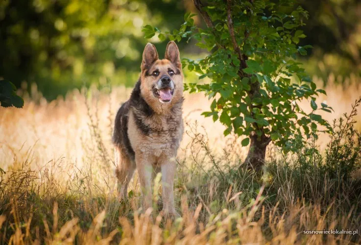 flapy-niekonfliktowy-lagodny-owczarek-do-adopcji-55397-sosnowiec-foto.webp