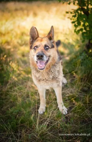 flapy-niekonfliktowy-lagodny-owczarek-do-adopcji-55397-sosnowiec-na-sprzedaz.webp