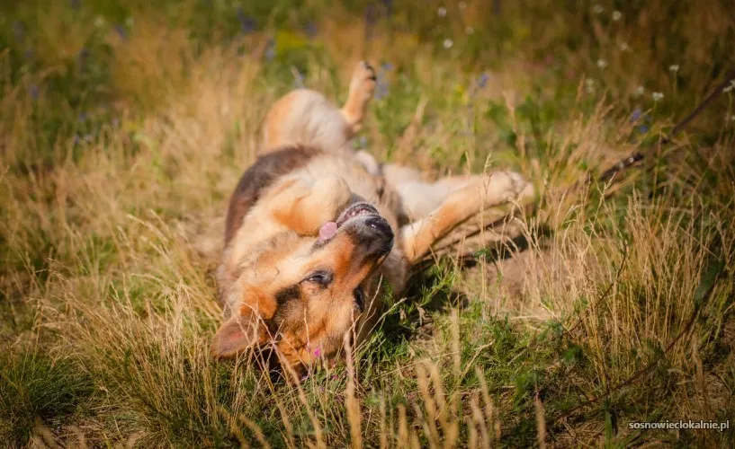 flapy-niekonfliktowy-lagodny-owczarek-do-adopcji-55397-sosnowiec.webp