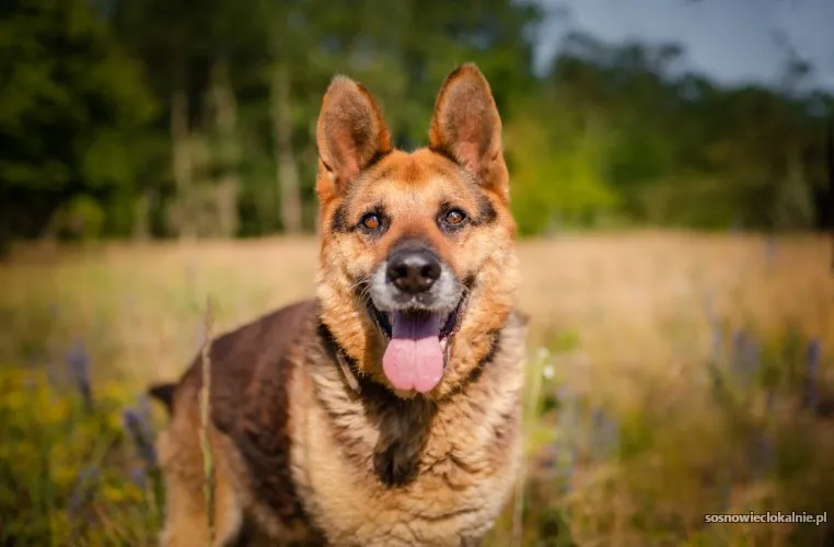 flapy-niekonfliktowy-lagodny-owczarek-do-adopcji-55397-sprzedam.webp