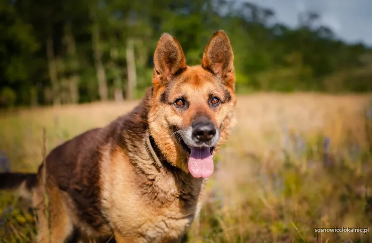 flapy-niekonfliktowy-lagodny-owczarek-do-adopcji-55397-zdjecia.webp