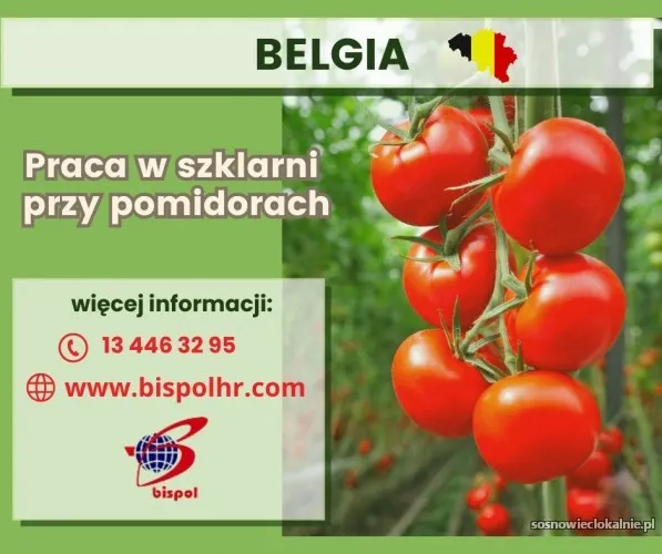 praca-w-szklarni-przy-pomidorach-belgia-55758.webp