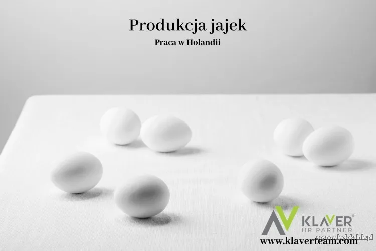 praca-za-granica-produkcja-jajek-holandia-56667.webp