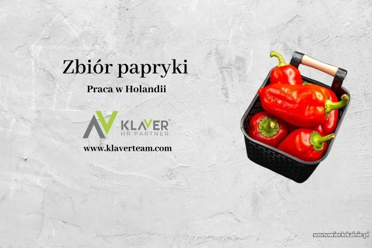 praca-za-granica-zbior-papryki-holandia-56709.webp